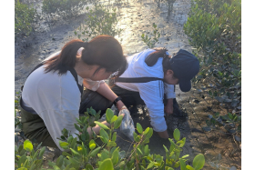 同學採集濁水溪口紅樹林底土內之生物並進行土壤性質測量